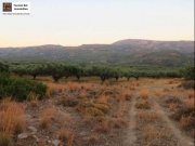 Lithines Kreta Ausgezeichneter Olivenhain in Lithines zu verkaufen Grundstück kaufen